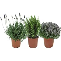 Los mejores  - Pack de 3 Plantas Aromáticas para Cocinar: Lavanda + Romero + Tomillo Plantas Naturales de Interior y Exterior